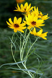 Helianthus salicifolius | Willowleaf Sunflower | 50_Seeds