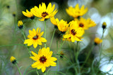 Helianthus salicifolius | Willowleaf Sunflower | 50_Seeds