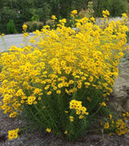 Helianthus salicifolius | Willowleaf Sunflower | 50_Seeds