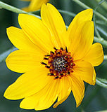 Helianthus salicifolius | Willowleaf Sunflower | 50_Seeds