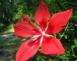 Hibiscus coccineus | Texas Star | 5_Seeds