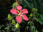 Hibiscus coccineus | Texas Star | 5_Seeds