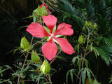 Hibiscus coccineus | Texas Star | 5_Seeds