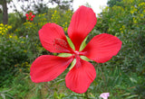 Hibiscus coccineus | Texas Star | 5_Seeds