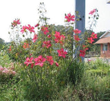 Hibiscus coccineus | Texas Star | 5_Seeds