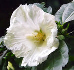 Hibiscus syriacus Diana | Shrub Althea | 10_Seeds