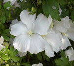 Hibiscus syriacus Diana | Shrub Althea | 10_Seeds