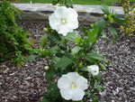 Hibiscus syriacus Diana | Shrub Althea | 10_Seeds