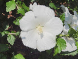 Hibiscus syriacus Diana | Shrub Althea | 10_Seeds