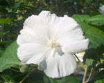 Hibiscus syriacus Diana | Shrub Althea | 10_Seeds