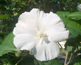 Hibiscus syriacus Diana | Shrub Althea | 10_Seeds