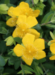 Hypericum cerastoides | Trailing St. Johns Wort | 20_seeds