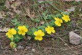 Hypericum cerastoides | Trailing St. Johns Wort | 20_seeds