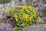 Hypericum cerastoides | Trailing St. Johns Wort | 20_seeds