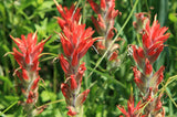 Castilleja coccinea | Scarlet Indian Paintbrush | Prairie Fire | 100_Seeds