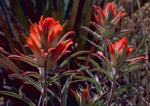 Castilleja coccinea | Scarlet Indian Paintbrush | Prairie Fire | 100_Seeds