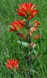 Castilleja coccinea | Scarlet Indian Paintbrush | Prairie Fire | 100_Seeds