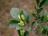 Ulmus parvifolia | Chinese Elm | Lacebark Elm | 10_Seeds