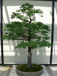 Ulmus parvifolia | Chinese Elm | Lacebark Elm | 10_Seeds