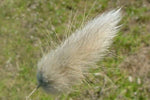 Lagurus ovatus | Bunny Tails | 20_Seeds