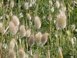 Lagurus ovatus | Bunny Tails | 20_Seeds