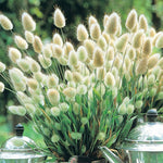 Lagurus ovatus | Bunny Tails | 20_Seeds