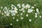 Leucanthemum vulgare | Ox-Eye Daisy | Marguerite | 500_seeds