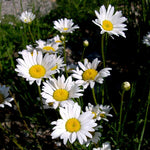 Leucanthemum vulgare | Ox-Eye Daisy | Marguerite | 500_seeds