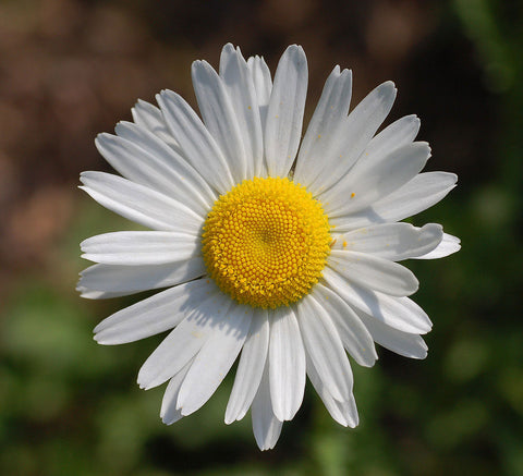 Leucanthemum vulgare | Ox-Eye Daisy | Marguerite | 500_seeds