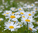 Leucanthemum vulgare | Ox-Eye Daisy | Marguerite | 500_seeds