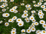 Leucanthemum vulgare | Ox-Eye Daisy | Marguerite | 500_seeds