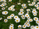 Leucanthemum vulgare | Ox-Eye Daisy | Marguerite | 500_seeds