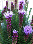 Liatris spicata | Gayfeather | Marsh Blazing Star | 100_Seeds