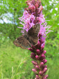 Liatris spicata | Gayfeather | Marsh Blazing Star | 100_Seeds