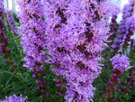 Liatris spicata | Gayfeather | Marsh Blazing Star | 100_Seeds