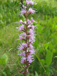 Liatris spicata | Gayfeather | Marsh Blazing Star | 100_Seeds