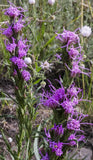 Liatris spicata | Gayfeather | Marsh Blazing Star | 100_Seeds