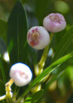 Syzygium (Acmena) smithii | Mini Pilly | 10_Seeds