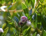 Syzygium (Acmena) smithii | Mini Pilly | 10_Seeds