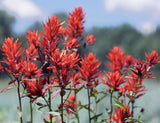 Castilleja linariifolia | Wyoming Narrow-Leaved Desert Paintbrush | 50_Seeds