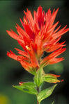 Castilleja linariifolia | Wyoming Narrow-Leaved Desert Paintbrush | 50_Seeds