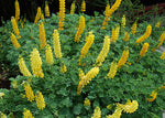 Lupinus densiflorus | Golden Lupine Aureus | 10_Seeds