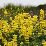 Lupinus densiflorus | Golden Lupine Aureus | 10_Seeds