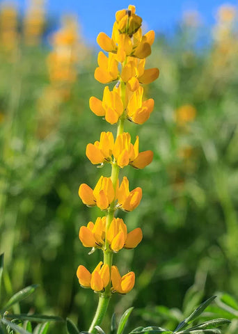 Lupinus densiflorus | Golden Lupine Aureus | 10_Seeds