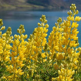 Lupinus densiflorus | Golden Lupine Aureus | 10_Seeds