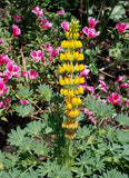 Lupinus densiflorus | Golden Lupine Aureus | 10_Seeds