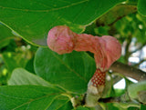 Magnolia acuminata | Cucumber Tree | 10_Seeds