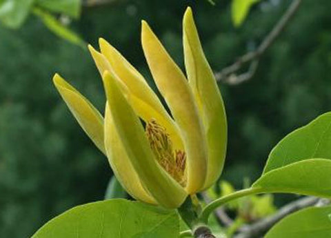 Magnolia acuminata | Cucumber Tree | 10_Seeds