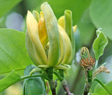 Magnolia acuminata | Cucumber Tree | 10_Seeds