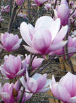 Magnolia soulangeana | Tulip Tree | 5_Seeds